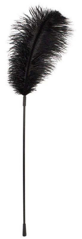 Black feather Bad Kitty Black feather Bad Kitty