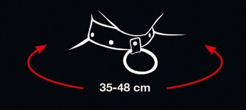Collar and Leash Collar and Leash